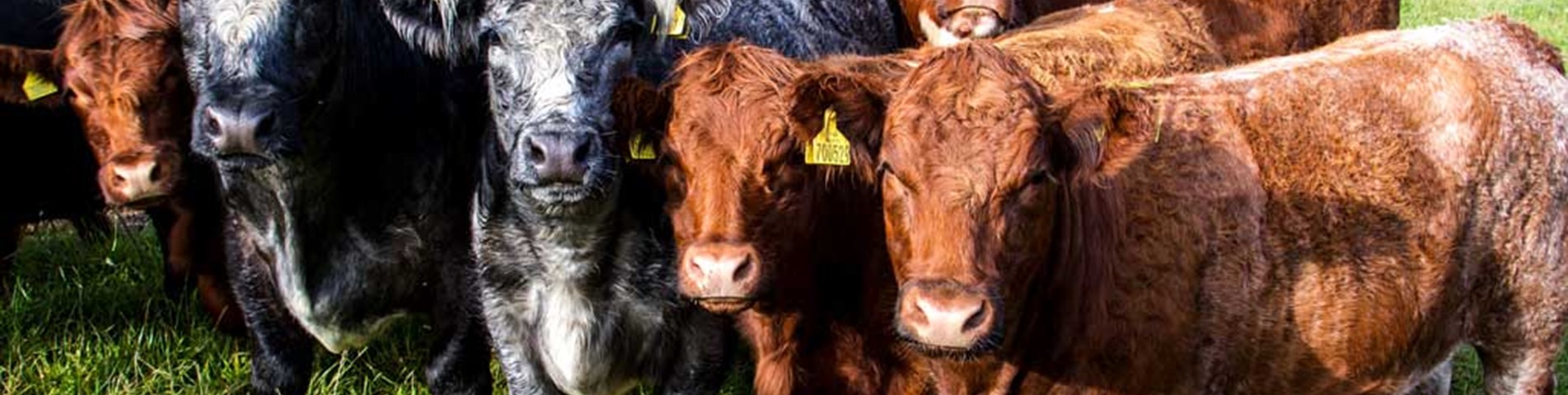 Farm - animals heifers in field.jpg