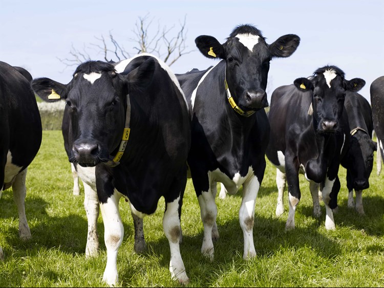cows in a field