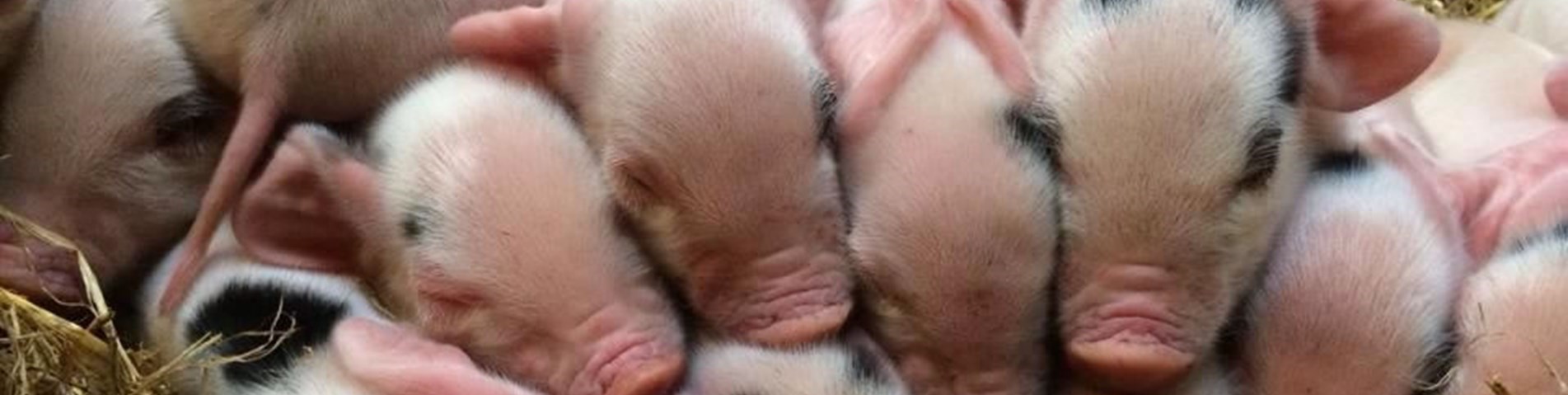 hindon farm piglets.jpg