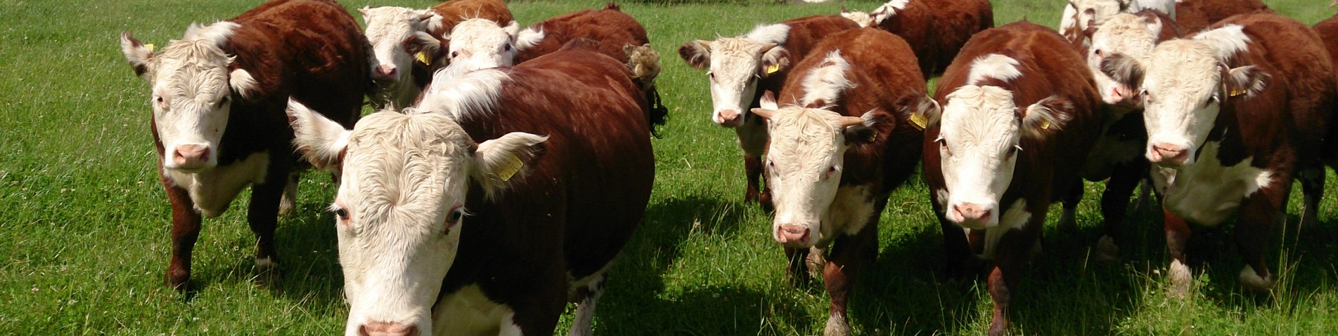Traditional hereford heifers - Stables Farm Worcestershire.jpg