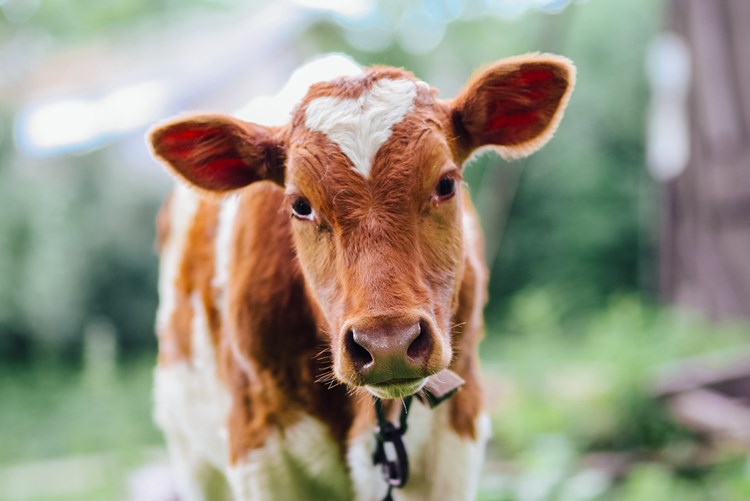 calf with tether around neck
