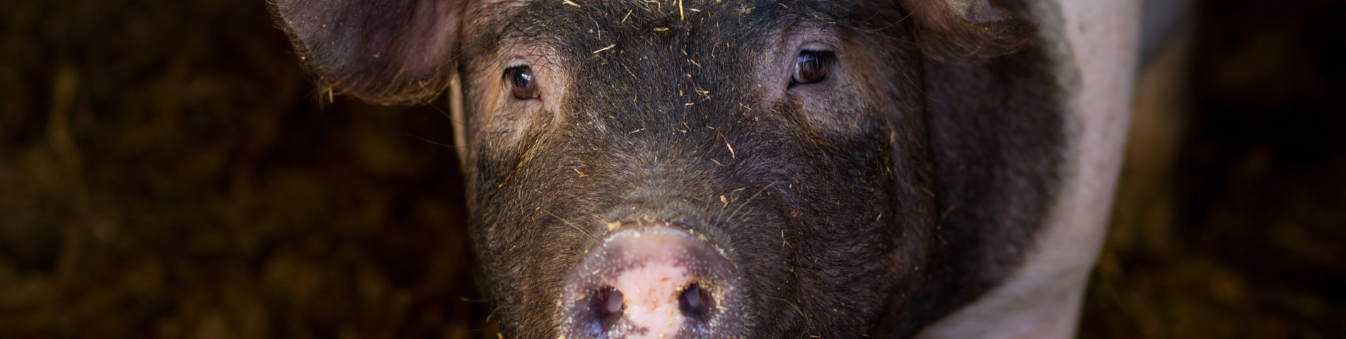 Cute black and pink pig.jpg