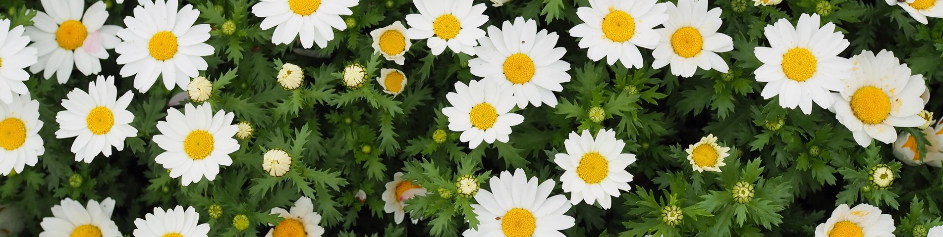 Daisies.jpg