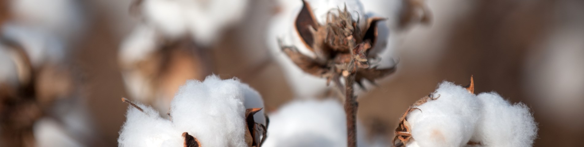 Cotton.jpg (2)