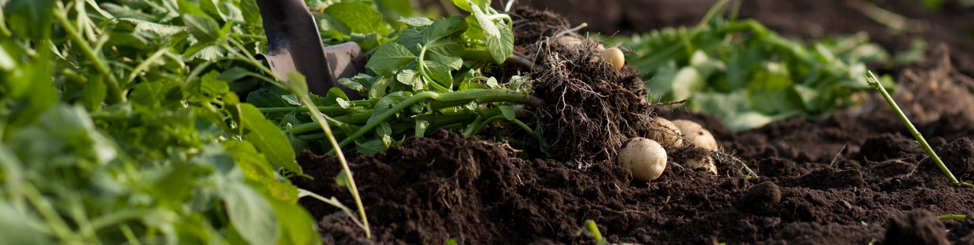 Potatoes being dug in field.jpg