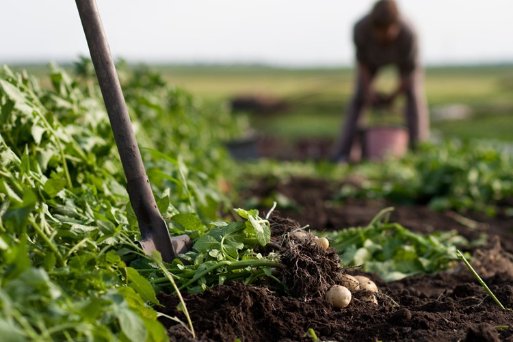 Potatoes being dug in field