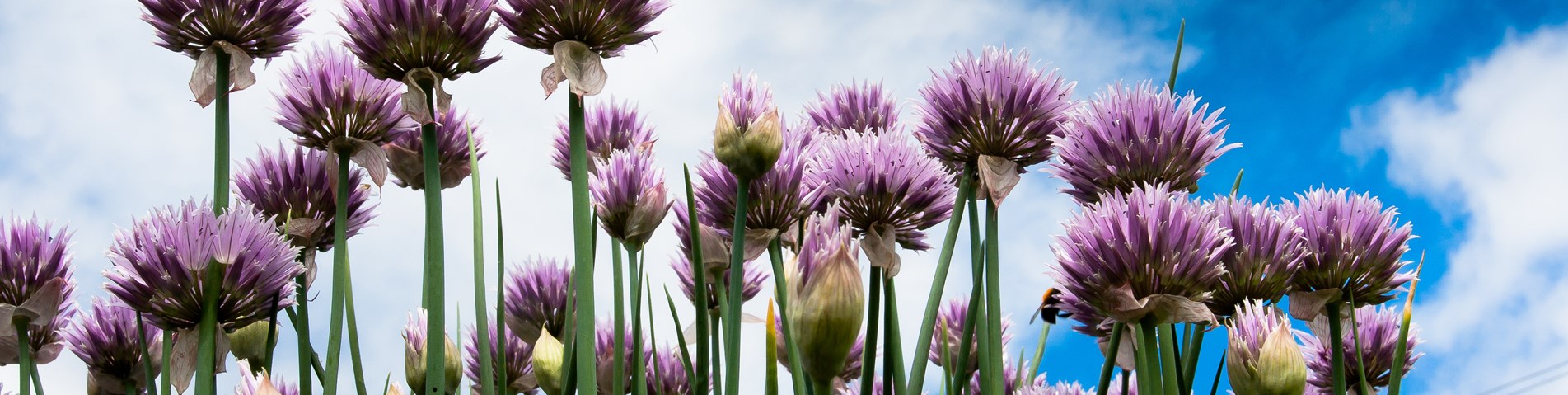 Purple flowers against blue sky.jpg