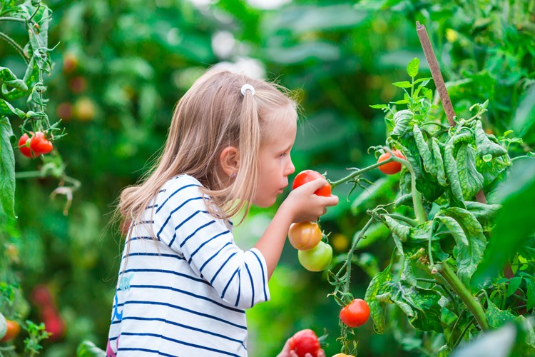 child smelling a tomato