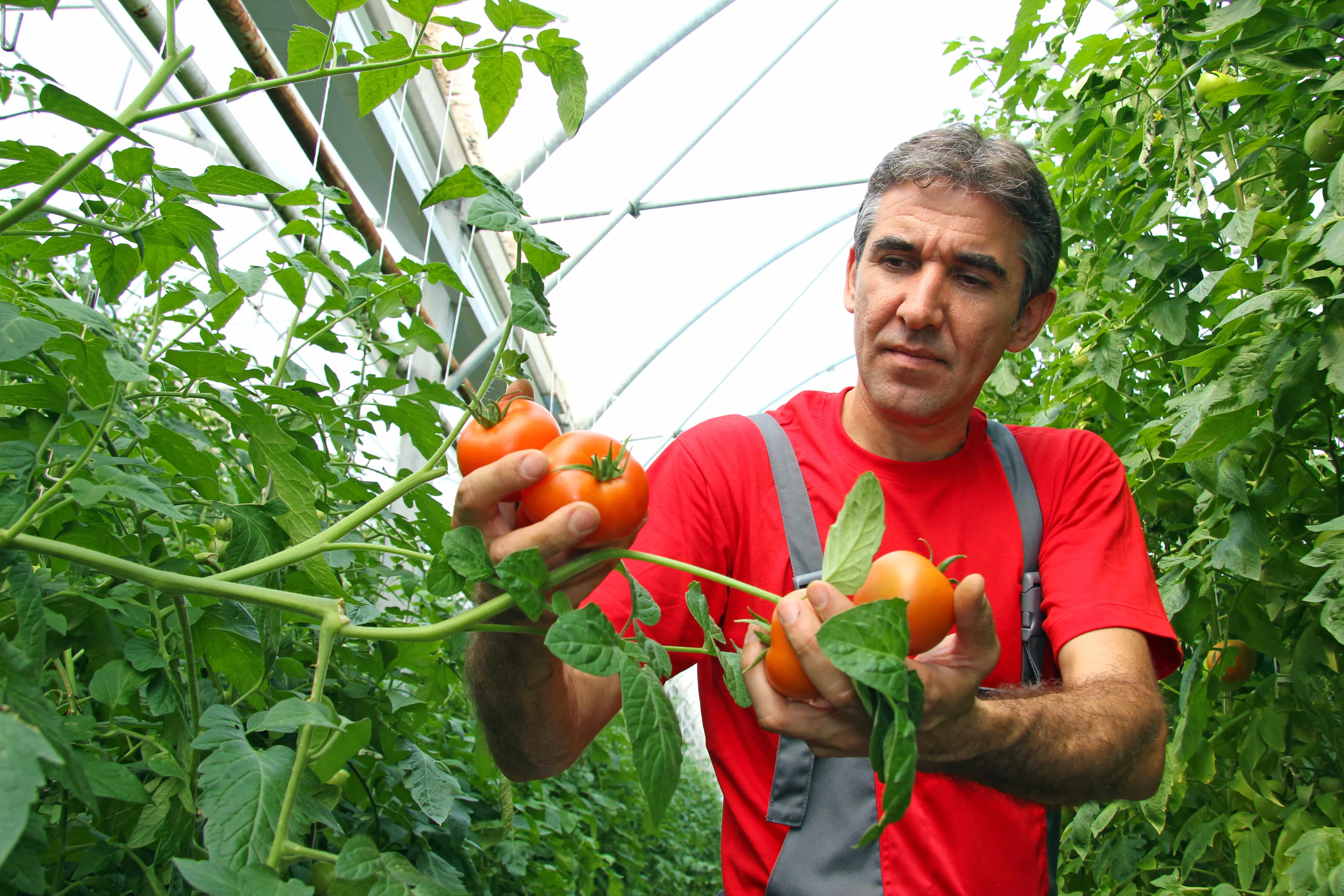A ten year transition to agroecology