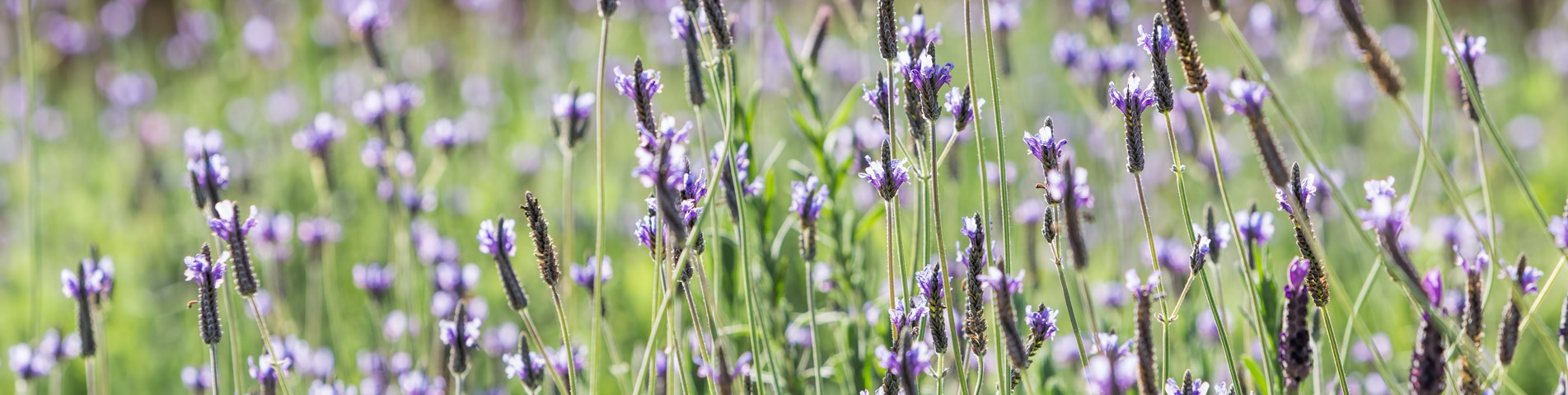 Lavender field.jpg