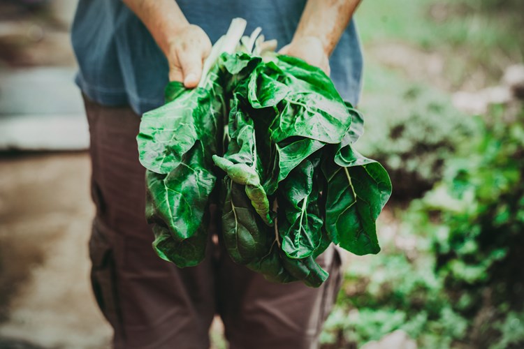 Handful of green leaves