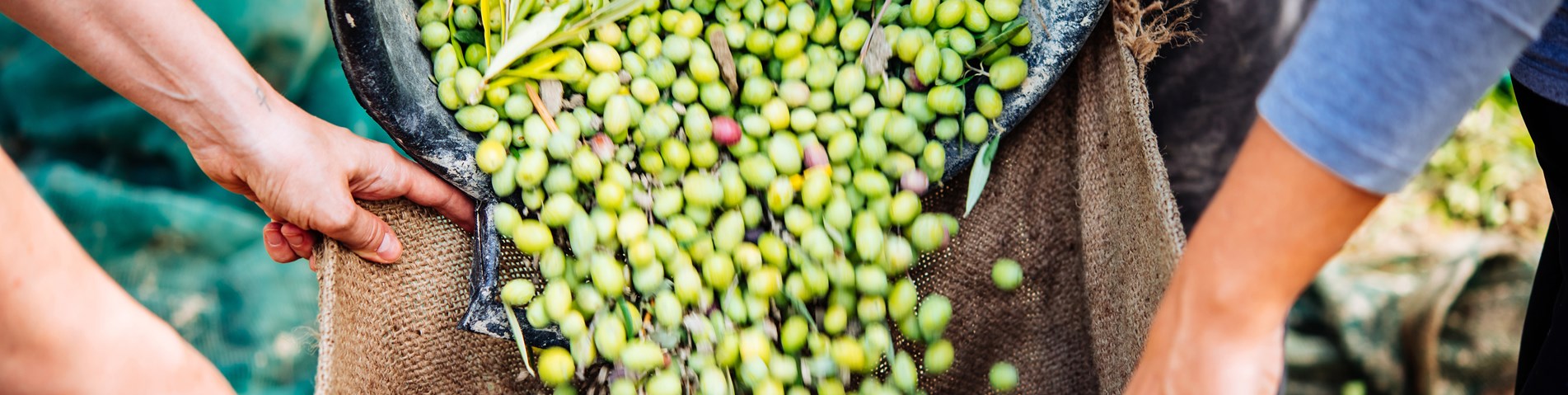 Harvesting olives.jpg