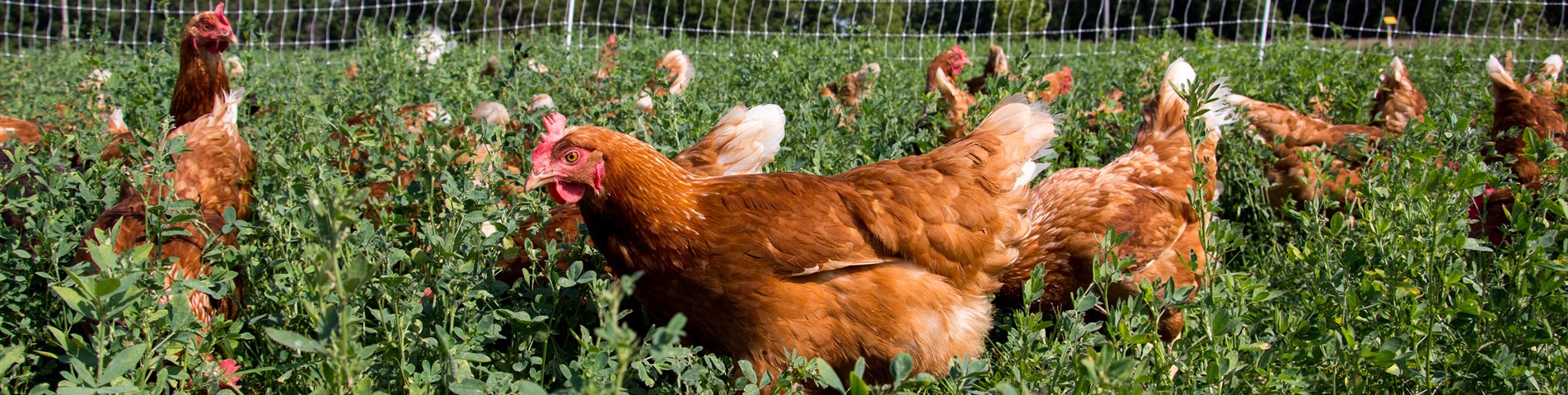 Hens in field.jpg