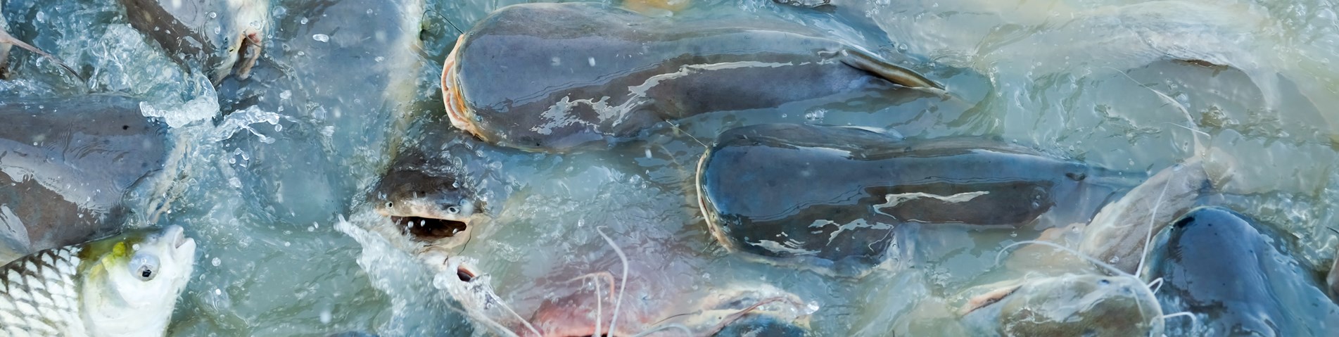 Fish farming.jpg