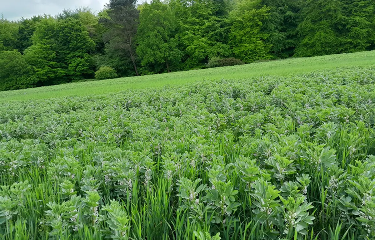 intercrop-of-beans-and-wh