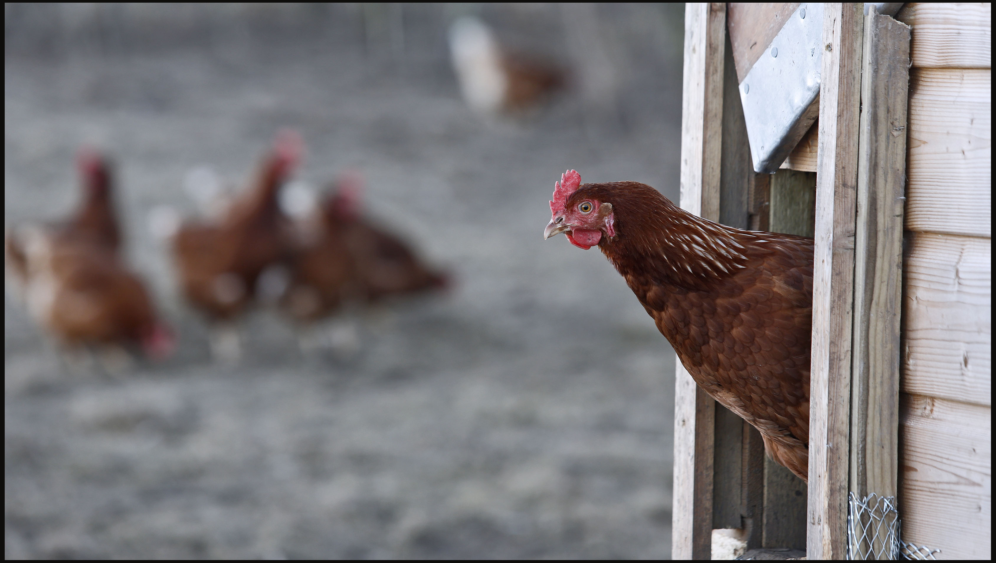 Why organic is better for animals