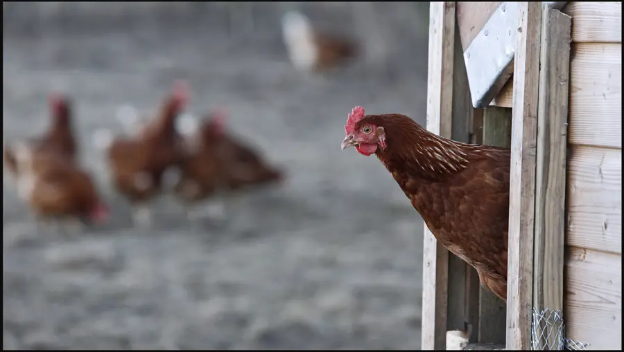 Brown chicken peeking out of a hen house.