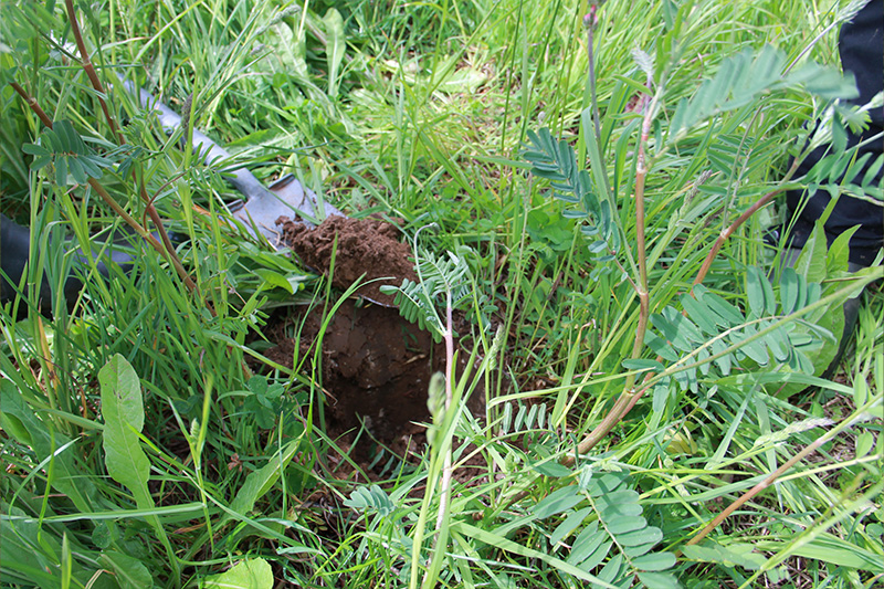 herbal-leys-shovel-dig
