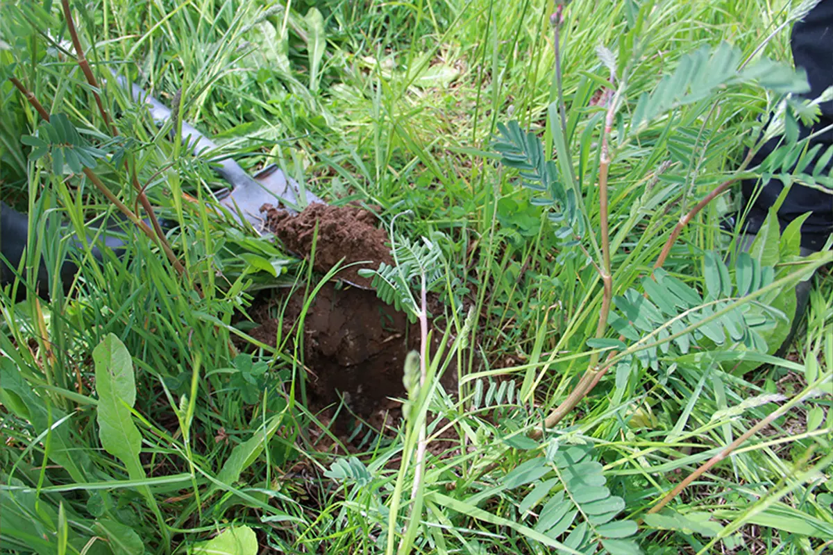 herbal-leys-shovel-dig