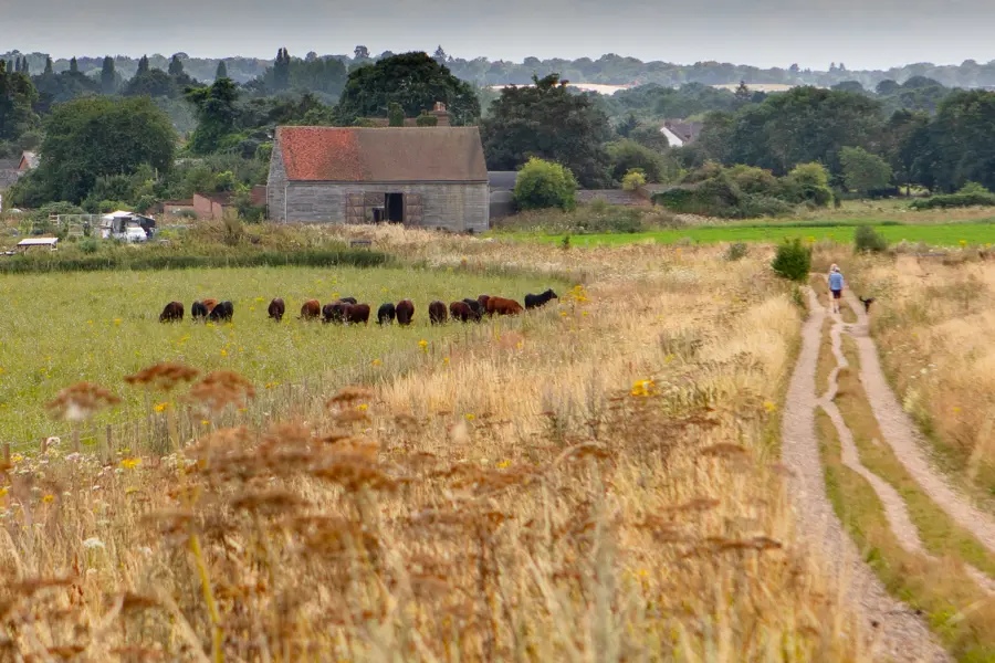 Farm track running next to field of brown and black cows with wide grassy margin. 