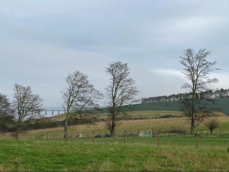 Four tall trees in a field with hills in the background