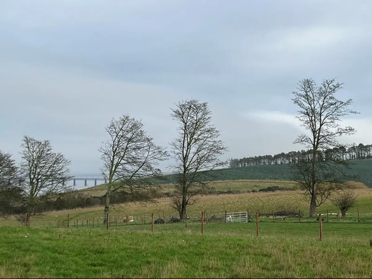 Four tall trees in a field with hills in the background