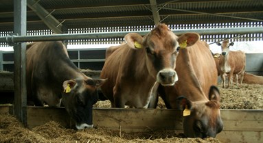 Minimising Antibiotic Use