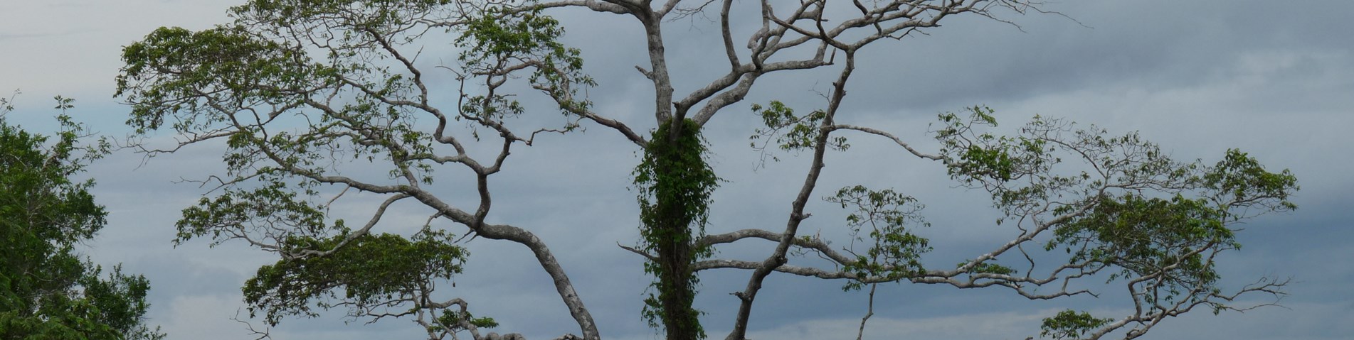 mcdi Emergent tree in miombo woodland.jpg