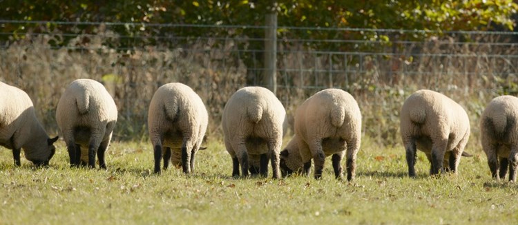 sheeps bums in a field