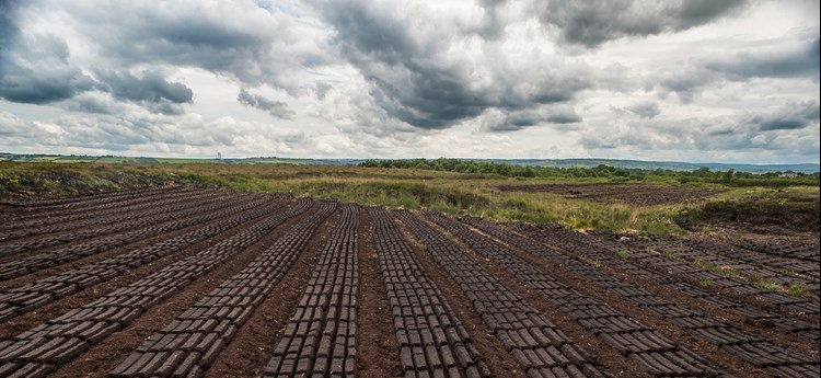 peat field