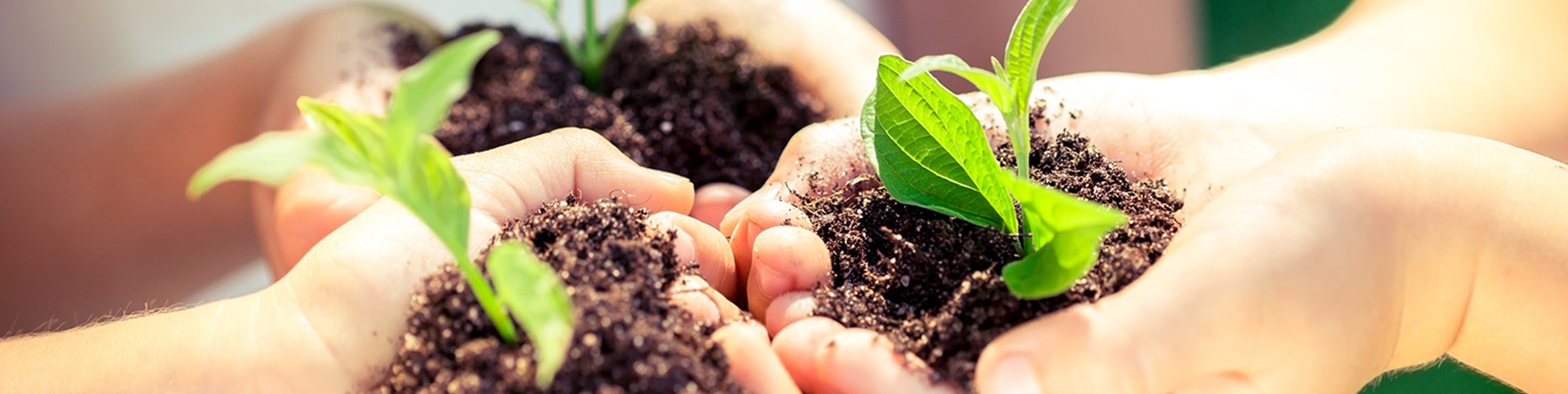soil and plants in hands - website, light.jpg (1)