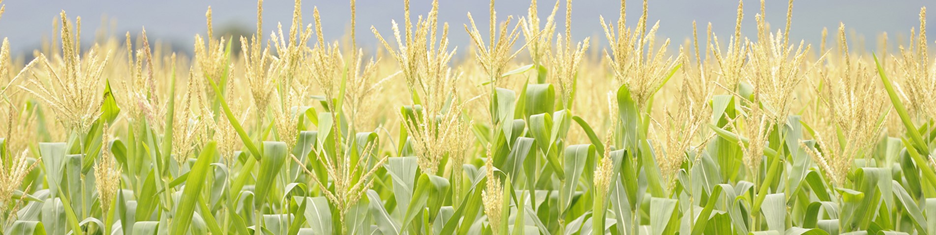 maize - website, light.jpg