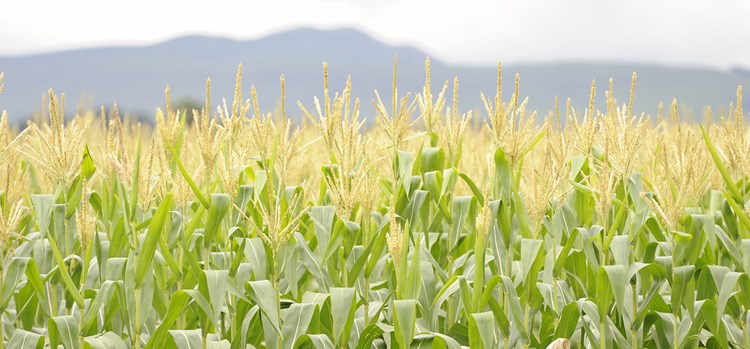 maize