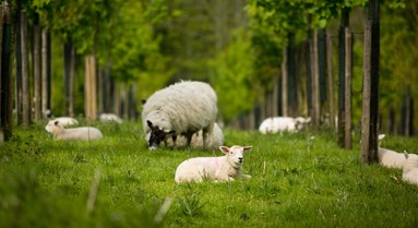 Forestry and Agroforestry: handy resources