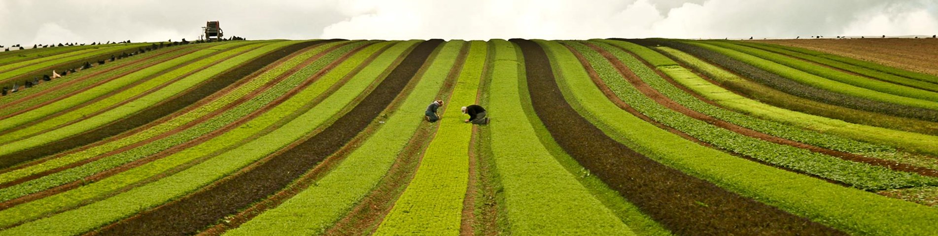 field.jpg