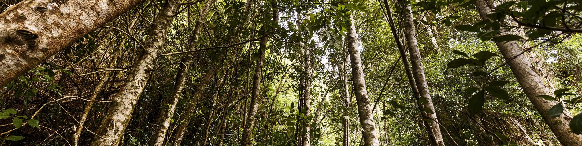 forest argentina med.jpg