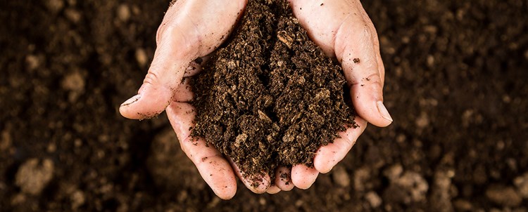 soil in hand