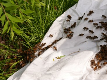 bees on a bedsheet