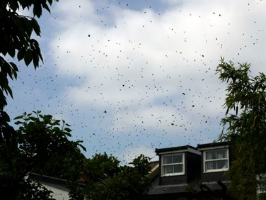 swarm of bees over a house