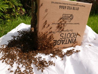 bees on wine crate