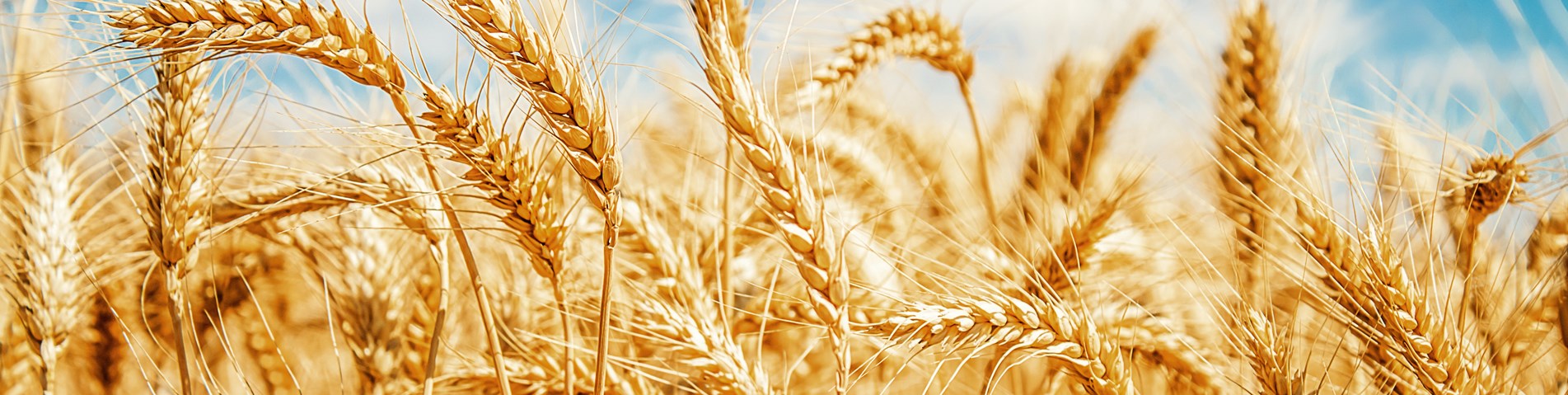 wheat in field.jpg