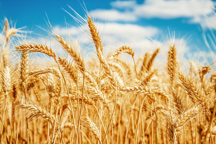 wheat in field
