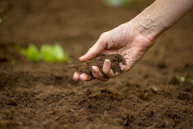 soil in hand