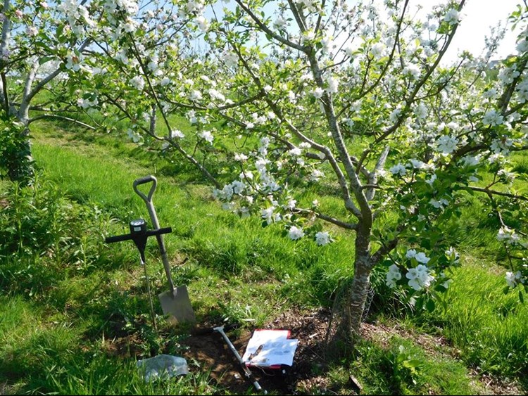 Collecting baseline data - taking soil samples in our orchard