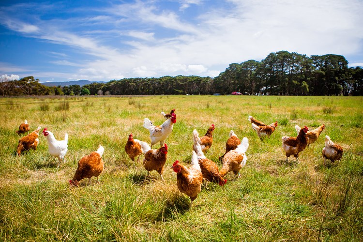 Chickens