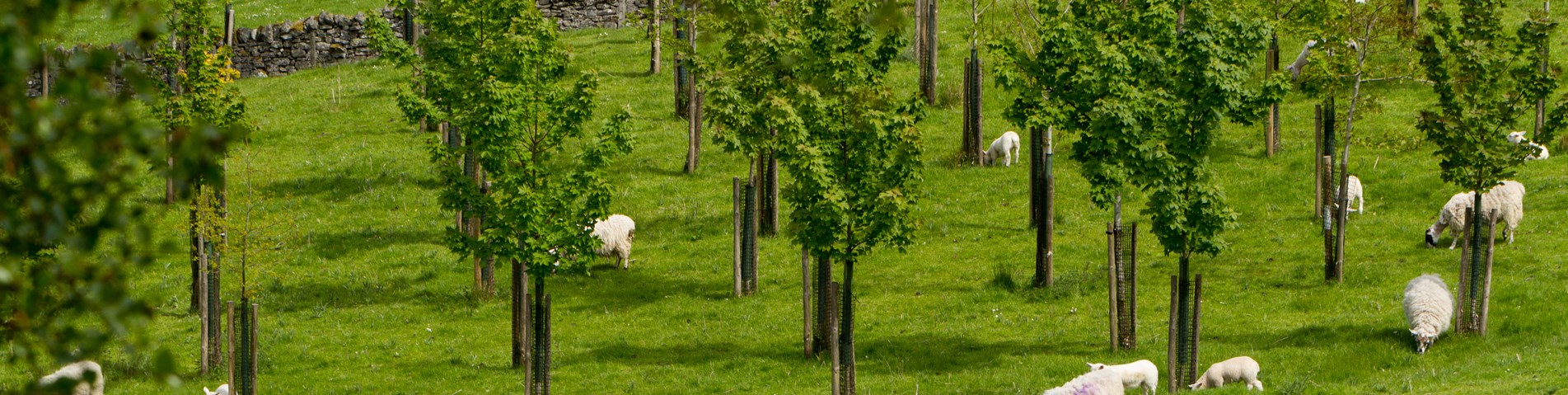Agroforestry sheep trees Bolfracks Estate Aberfeldy Scotland - Credit Matthias Kremer.jpg