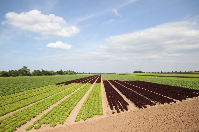 How I develop GREATsoils and cut costs