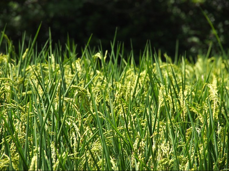 rice field