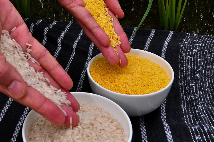 golden rice and the dangers of GM food