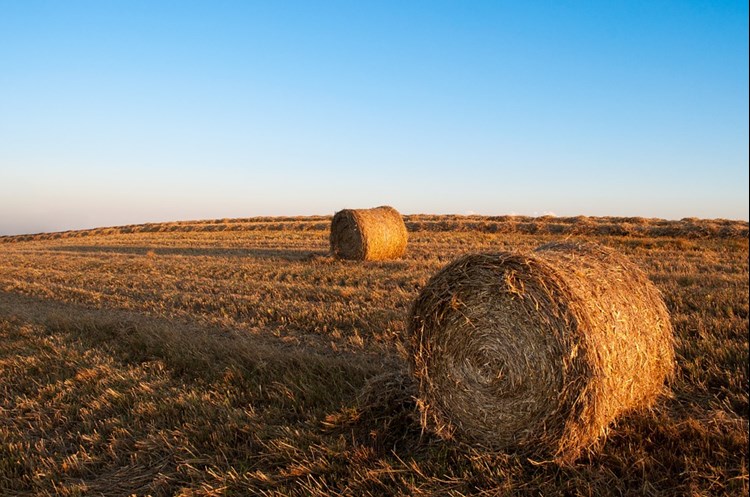 Hay